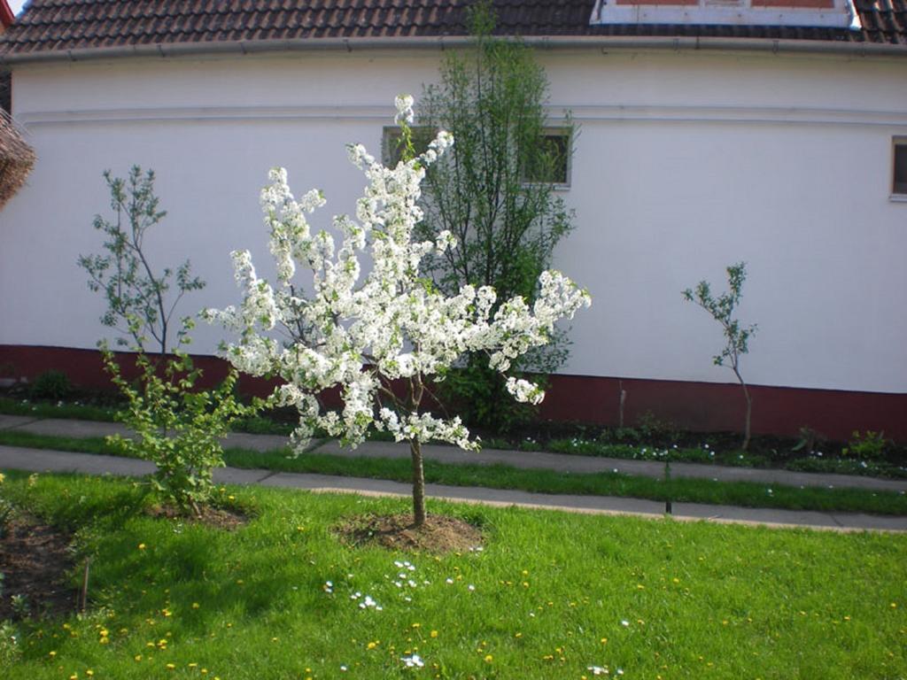 Hajdu Lovasudvar Hortobágy Exterior photo